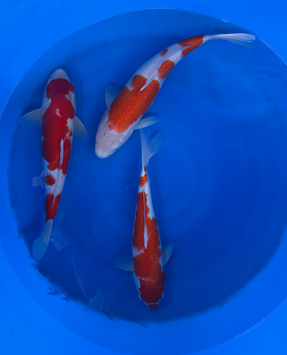 Hình thu nhỏ: Bowl 38  : Exactly 3 Kohaku High Quality - size 16 -17 inches