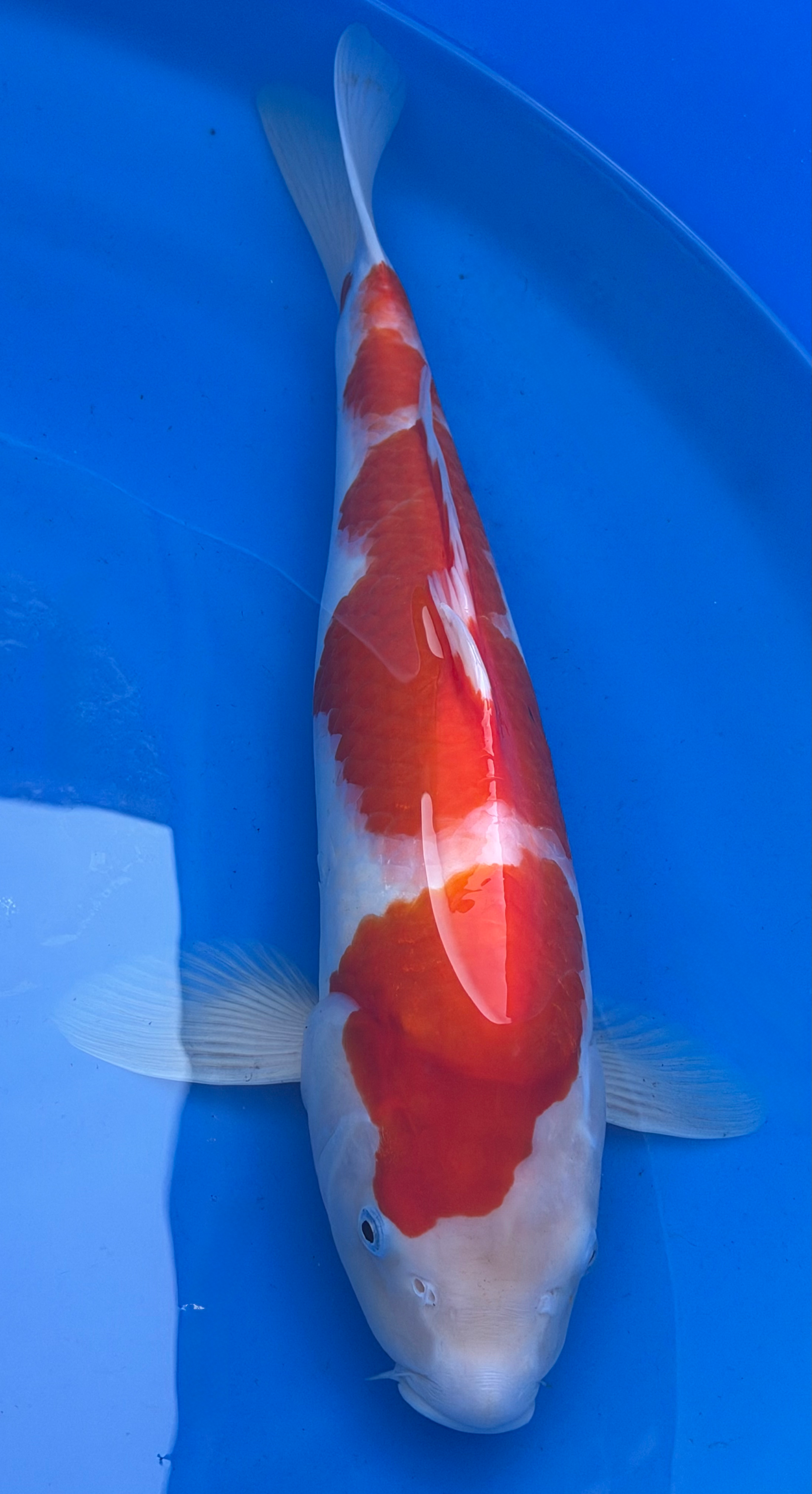 Kohaku