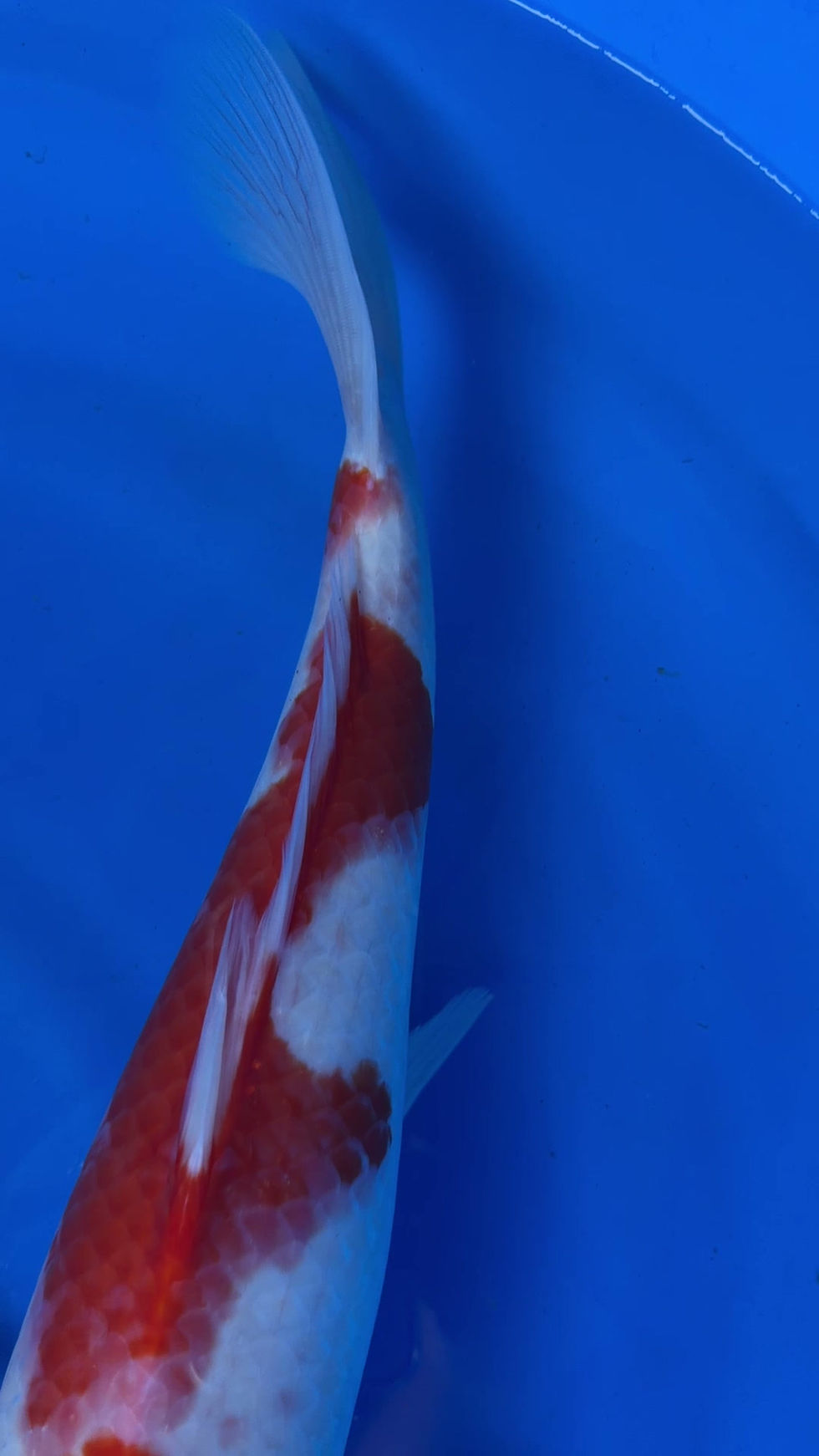 Thumbnail: Bowl 50  : Exactly 2 Kohaku High Quality - size 17-19 inches