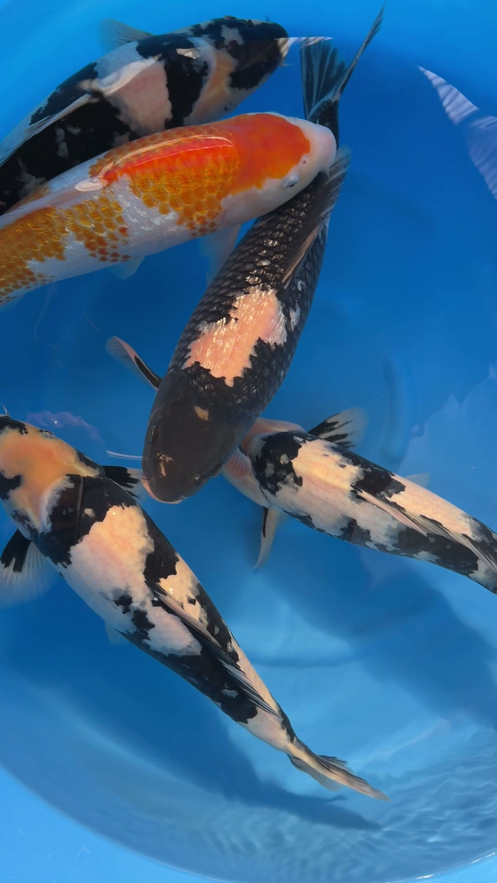 Premium Jumbo Tosai koi with strong patterns and future body growth