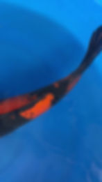 Thumbnail: PREMIUM HI UTSURI JUMBO NISAI | SHINODA JAPAN