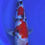 Hình thu nhỏ: Premium Japanese Showa Koi – 16-17 inches – For Sale in USA