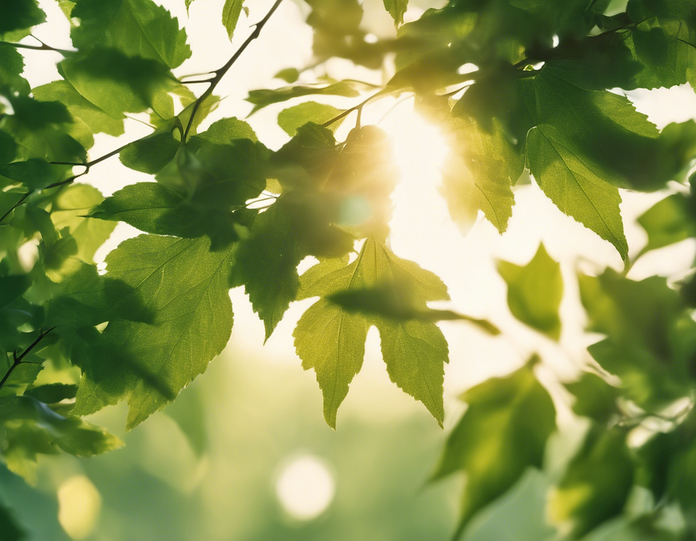 Unlocking Wellness: The Sun.Sound.Silence Experience