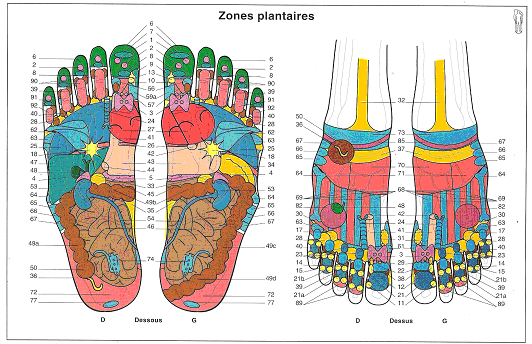 Cartographie des zones plantaires réflexes pour la réflexologie plantaire