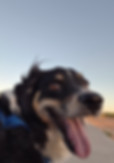Smiling Dog During Sunrise