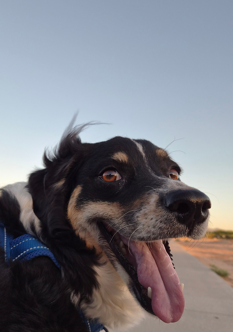Smiling Dog During Sunrise
