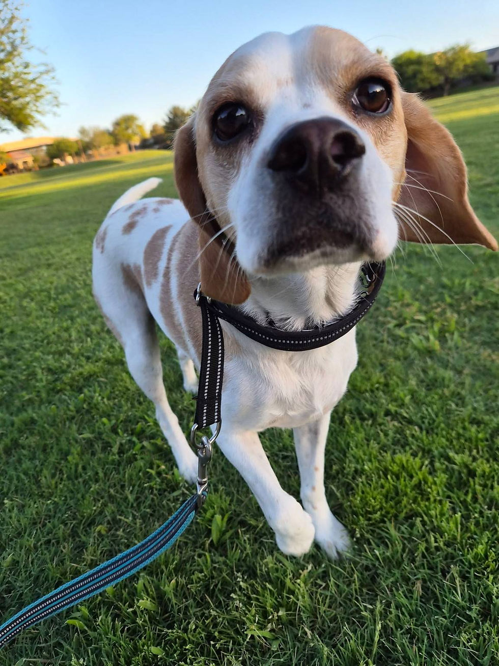 Close up of Beagle