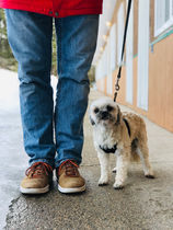 Dog on leash at Smokey Hollow