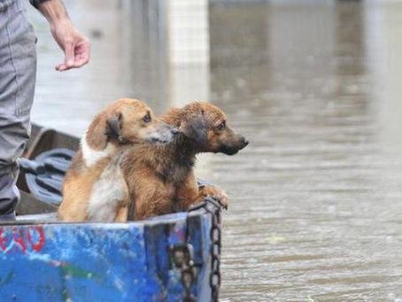 A crise humanitária no Estado do Rio Grande do Sul e os sencientes