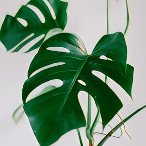 PLANTAS MEDICINAIS: DO BENEFÍCIO AO DESAPARECIMENTO DAS ESPÉCIES