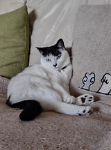 Daphne sofa.jpeg