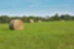 Foin qualité chevaux vaches