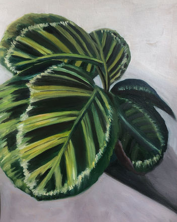 2022_july_calathearosepicta_web.jpg