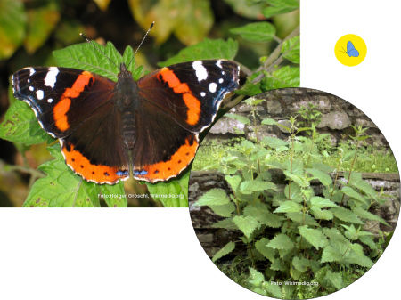 Admiralfalter, Schmetterling, Futterpflanze, Brennnessel, Schmetterlingspflanze, Zürich