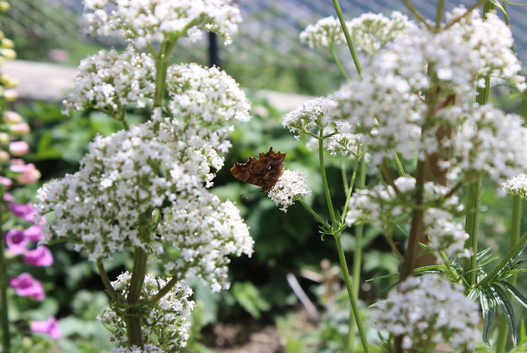 Gartenwiessen für Schmetterlinge und Naturgarten.jpg