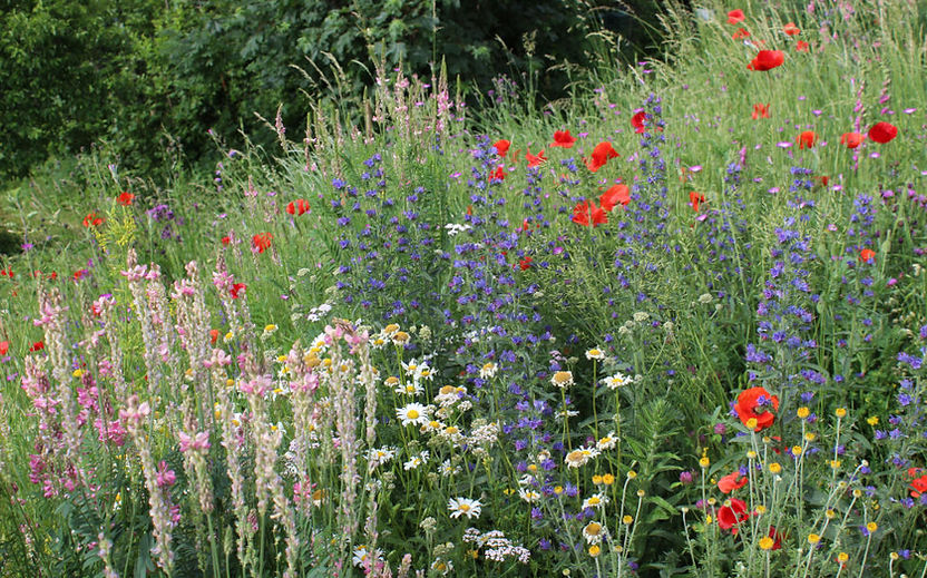 Beratung Naturgarten.jpg