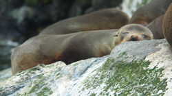 Foques, Milford Sound