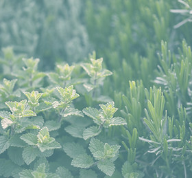 Herb Plants_edited.jpg