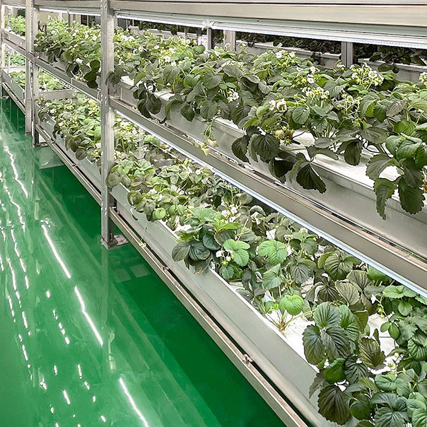 サムネイル： 【水耕白草莓】100g盒裝 / 草莓界愛馬仕 / 開盒即可食 / 新鮮現採