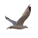 c gull.png