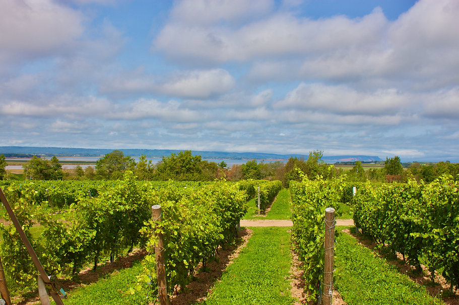 Annapolis Valley Wine Tours