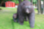 Metal Art Grizzly Bear Sculpture