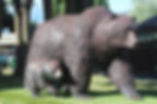 Metal Art Grizzly Bear Sculpture