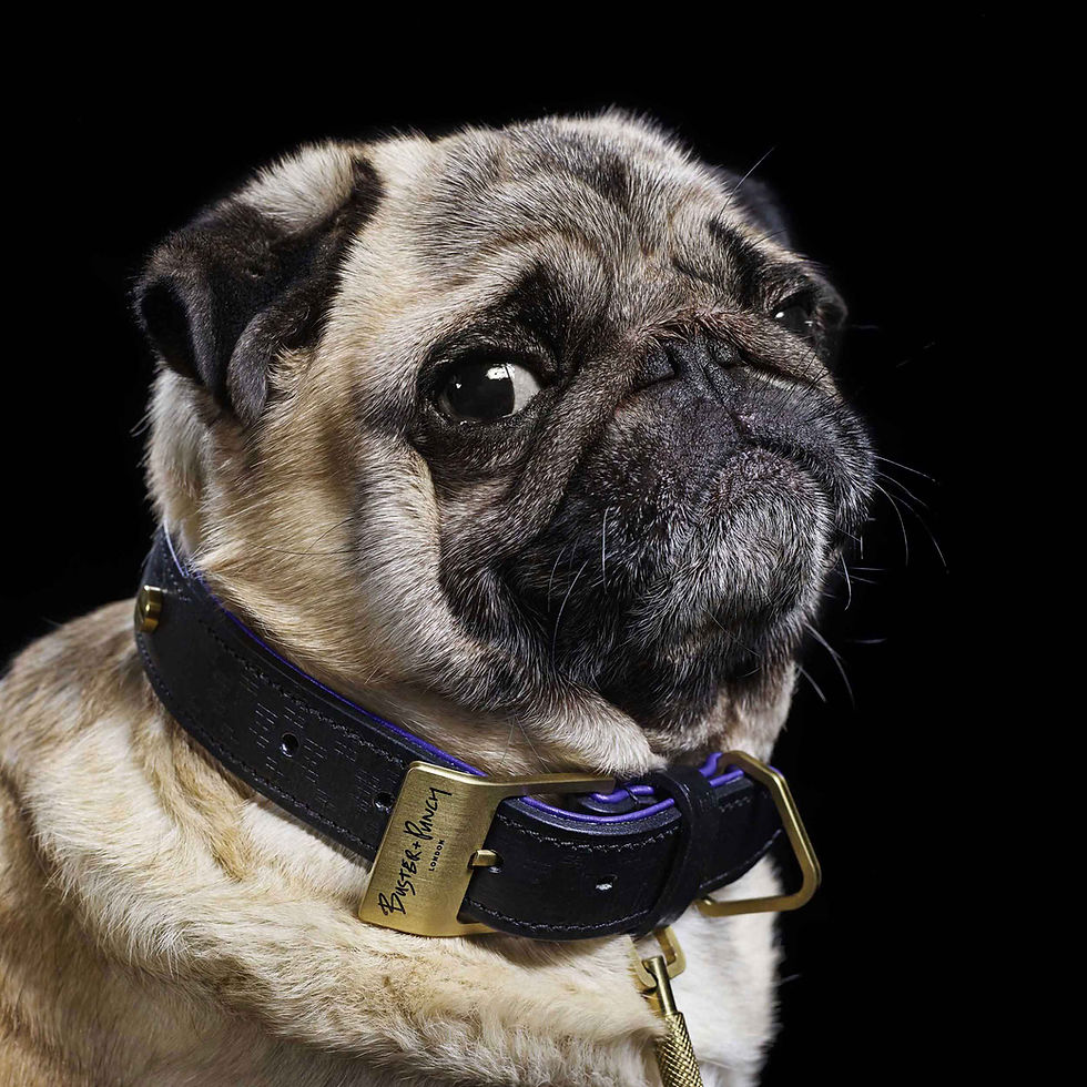 Thumbnail: Buster+Punch - Dog Collar/ Black/ Purple/ Brass