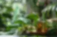 aromathérapie