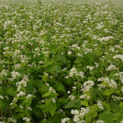 Buckwheat
