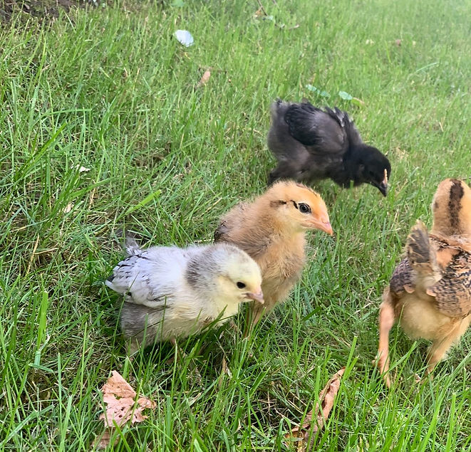 chicks_edited.jpg