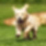 doggie.jpg