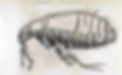 enhanced-image (16).png