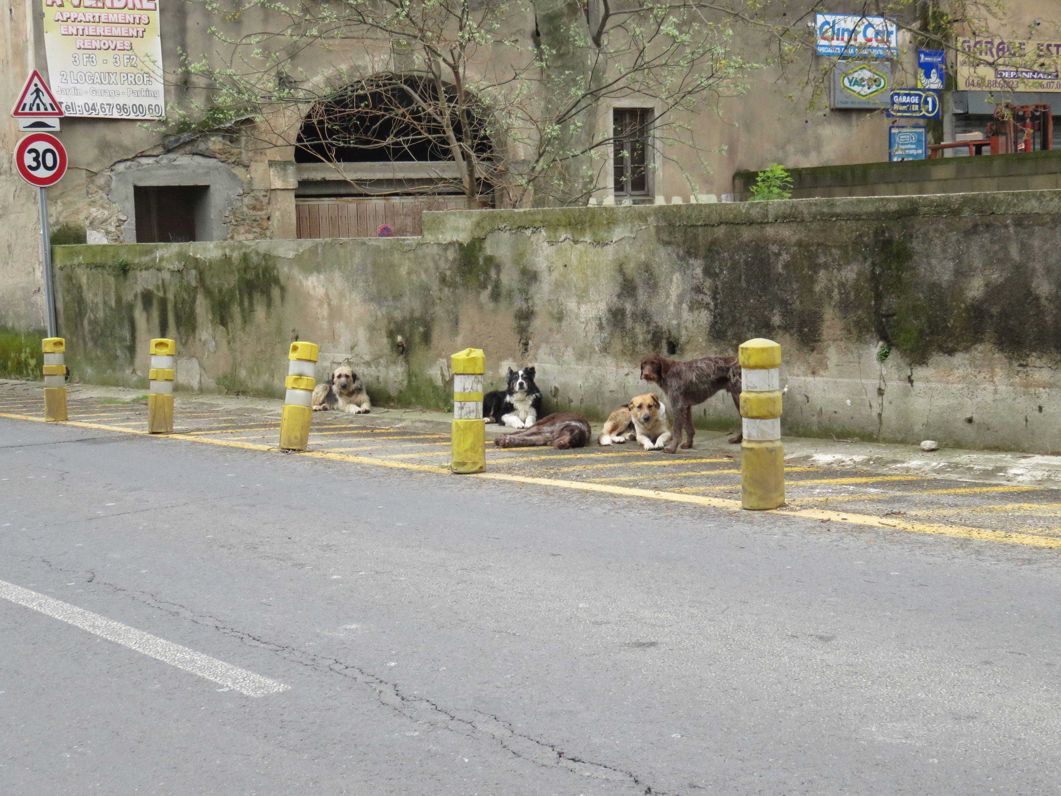 Chiens perdus