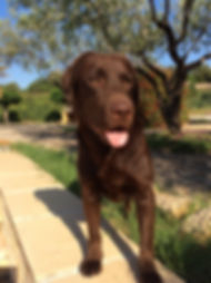Onyx.jpeg