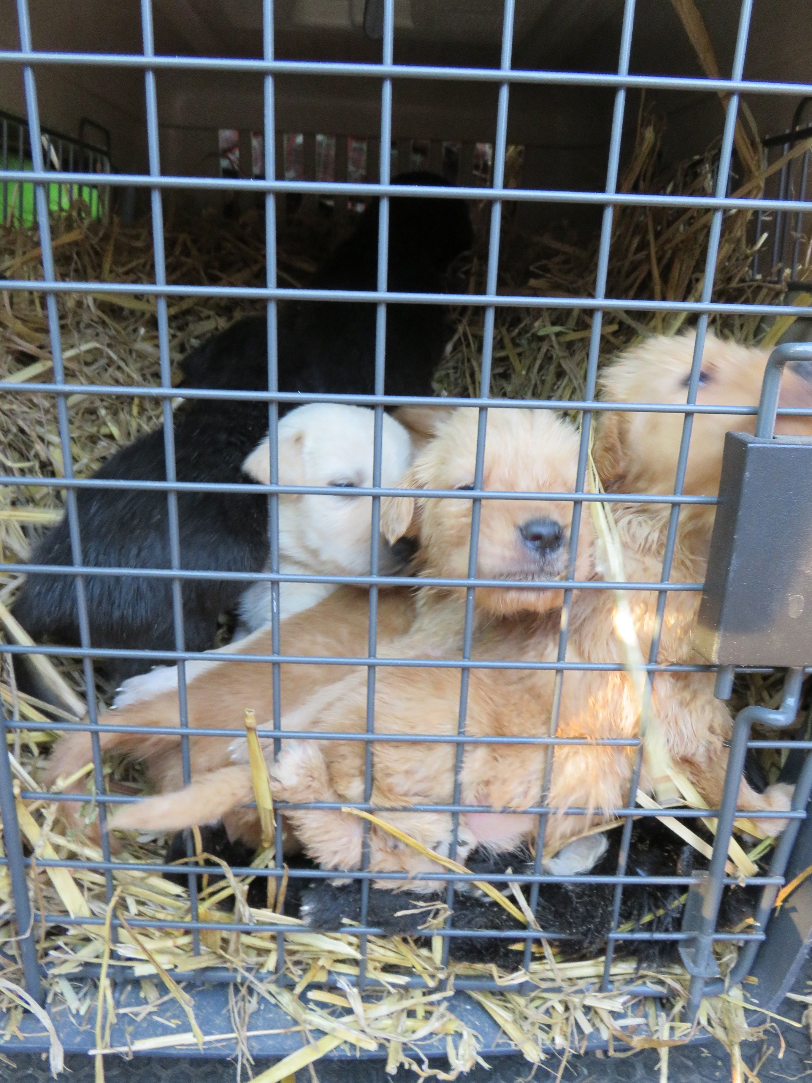Chiots abandonnés