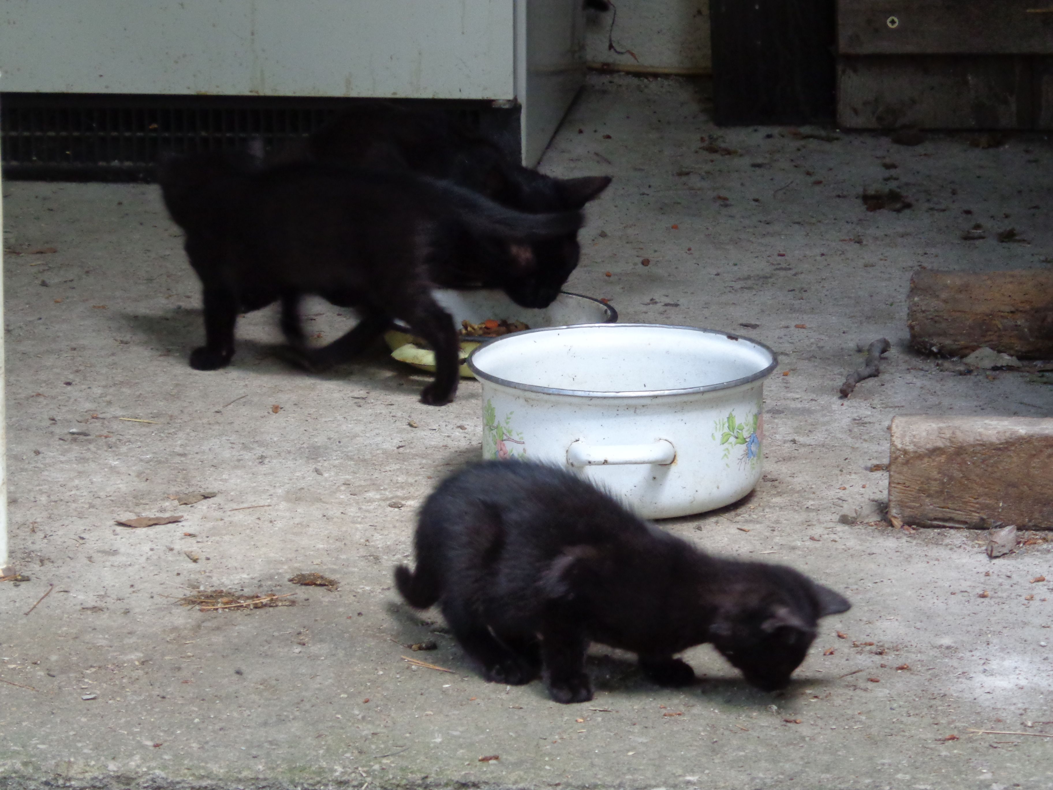 Chatons