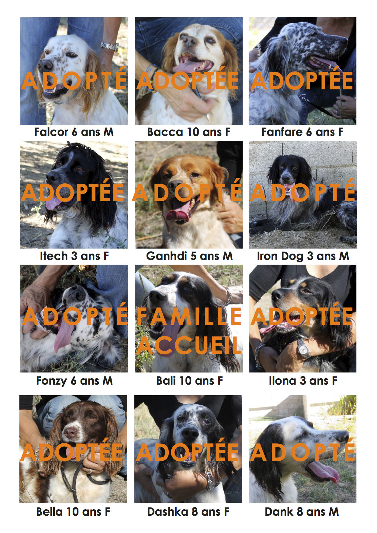 30 jours pour sauver 12 chiens