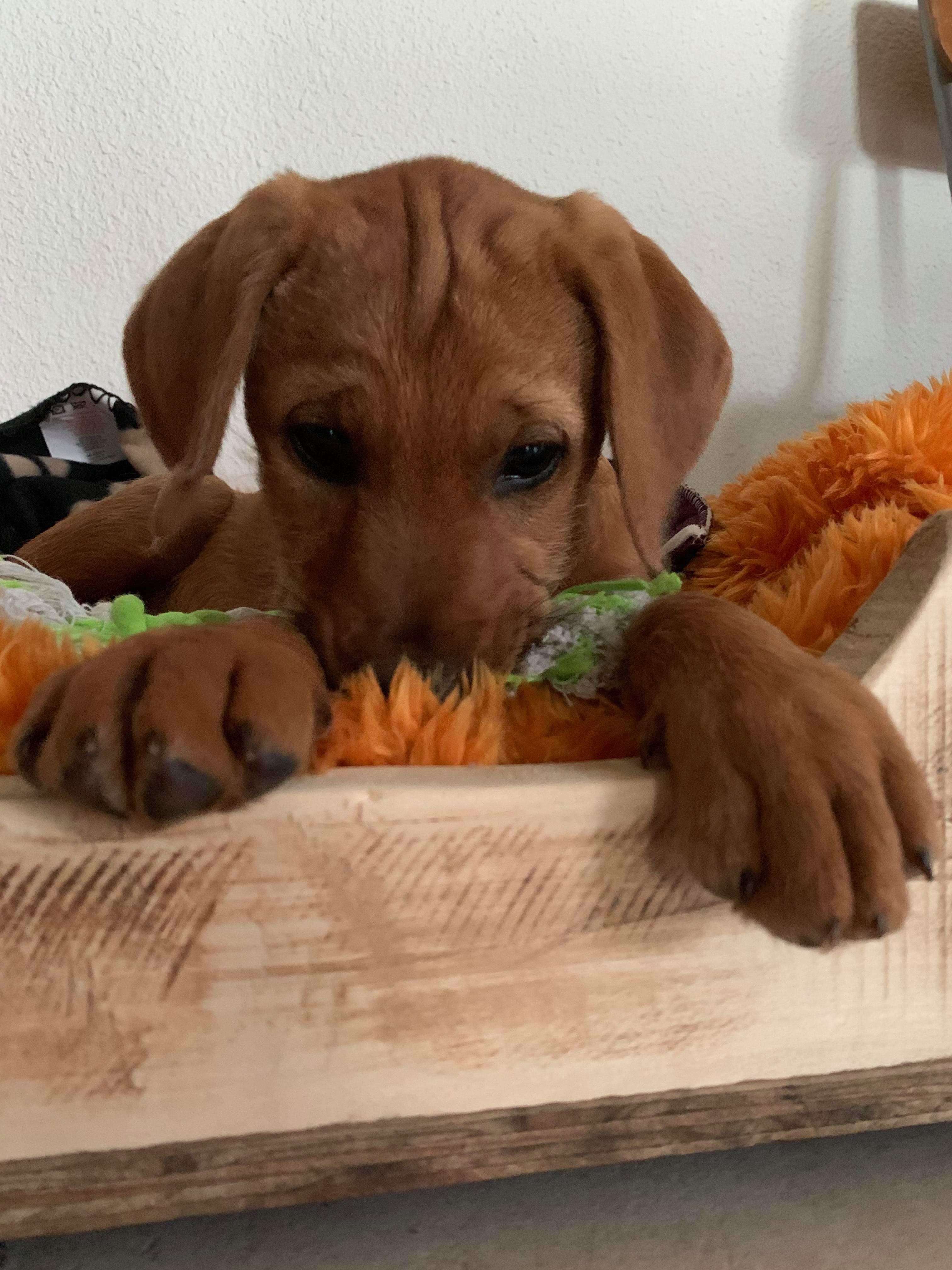 Léon