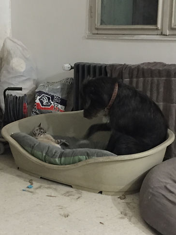 image44.jpeg