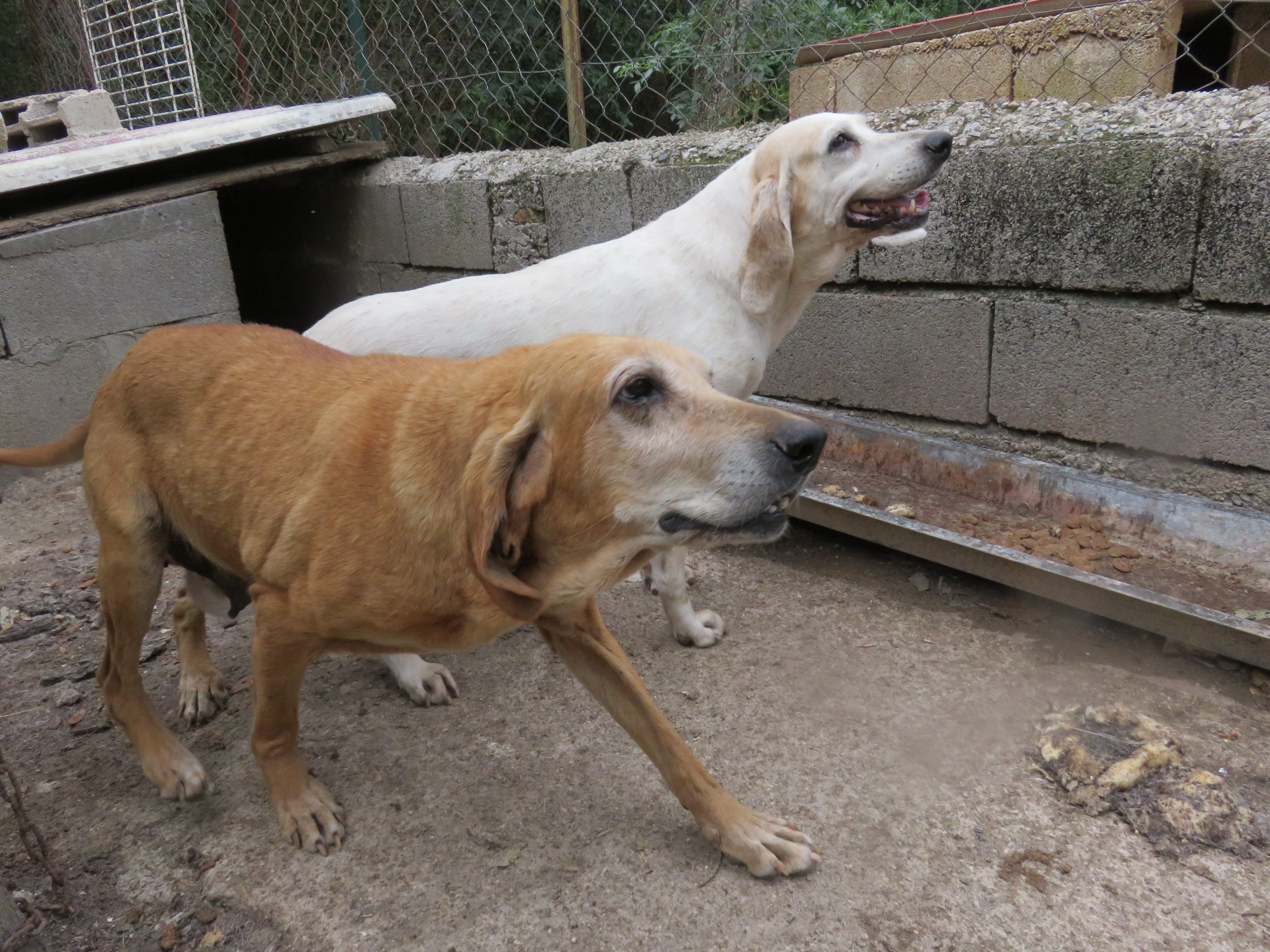 Chiens courants