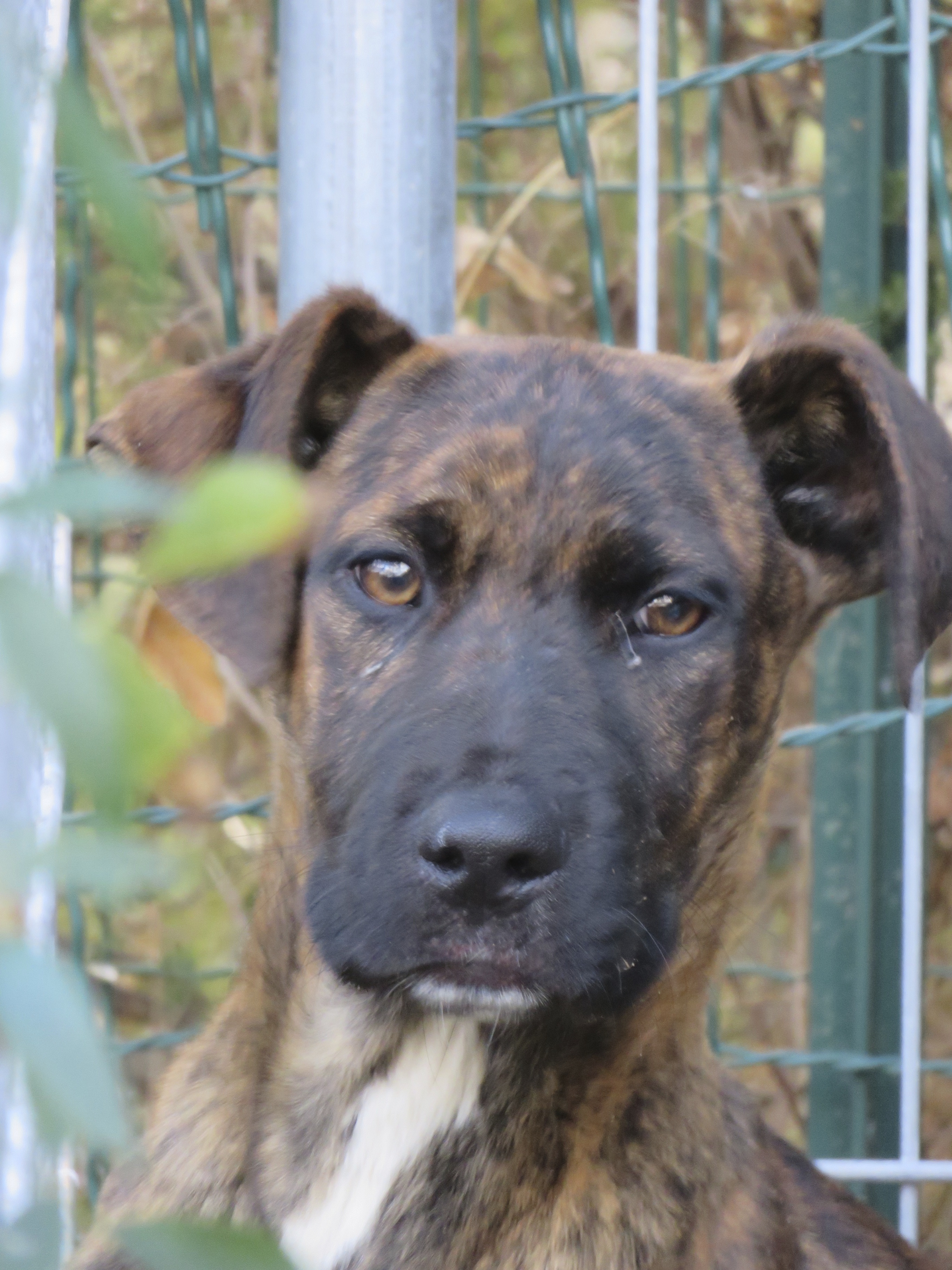 Tigrou le chien errant