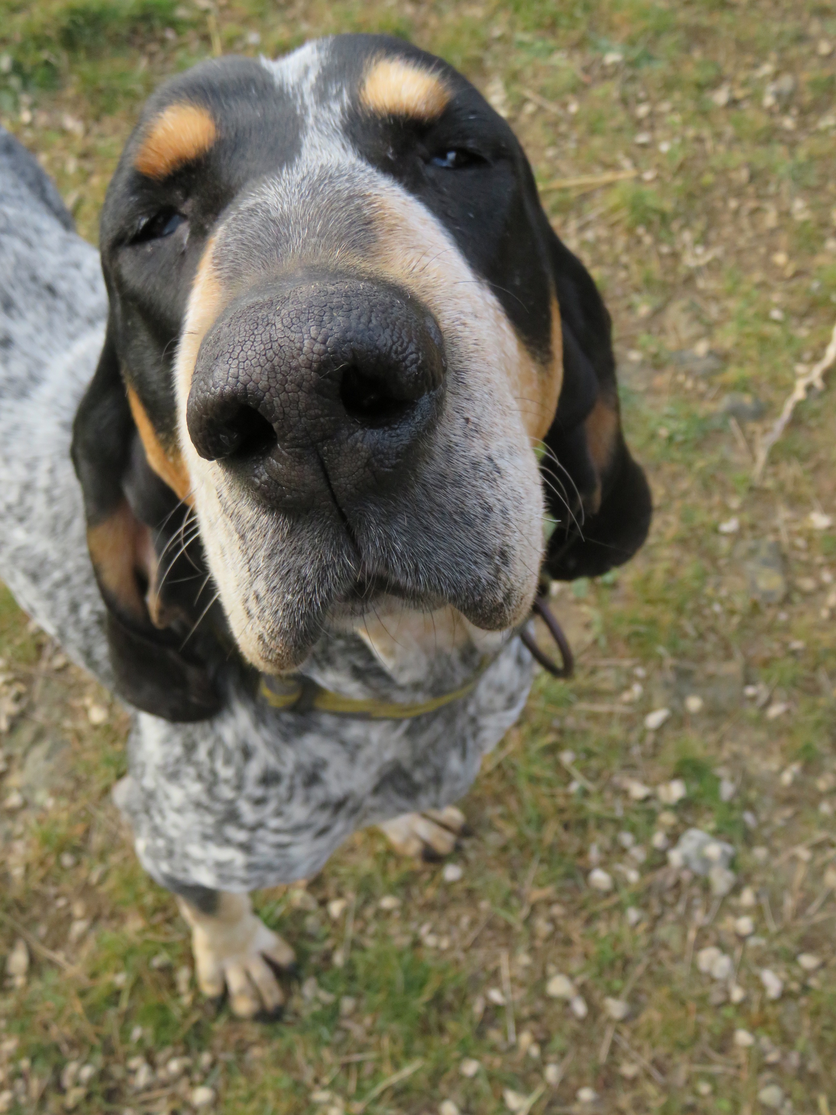 Igor