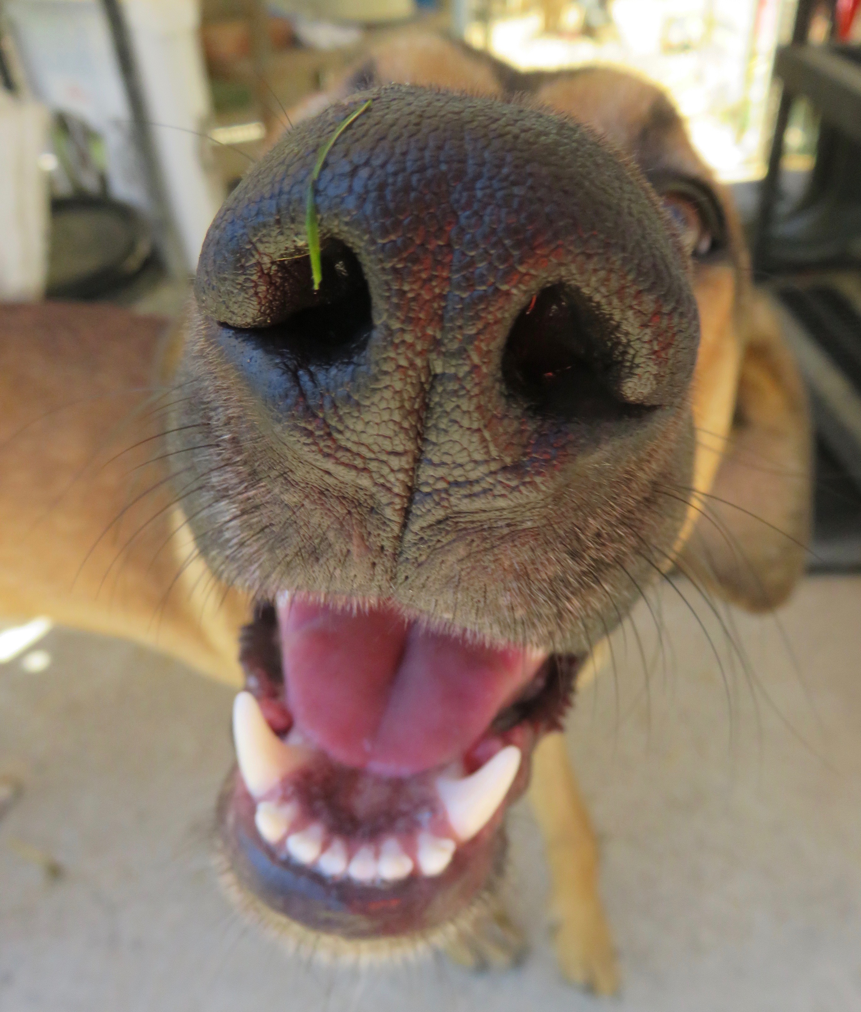 Odie