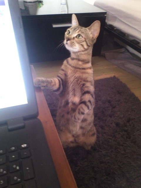 Choupette