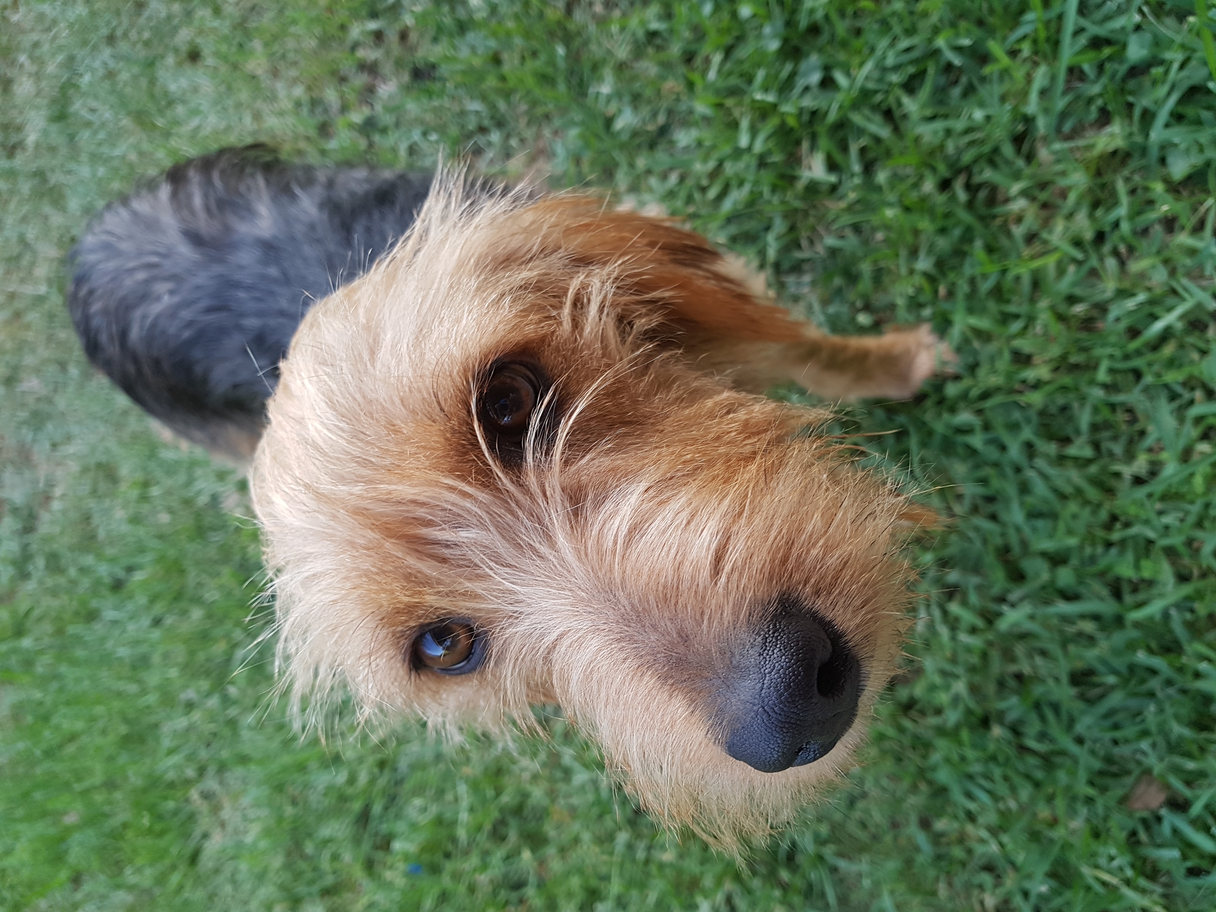 Perla