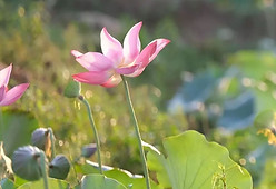 flor.JPG