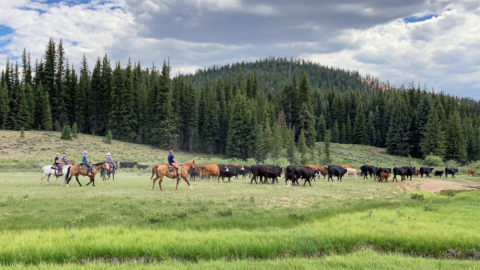 A historic summer cattle drive through the high-mountain meadows of Alton, Utah, preserving the heritage of the American West near Bryce Canyon.