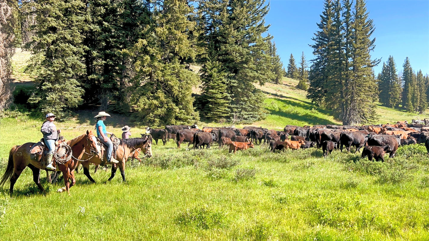 A historic summer cattle drive through the high-mountain meadows of Alton, Utah, preserving the heritage of the American West near Bryce Canyon.