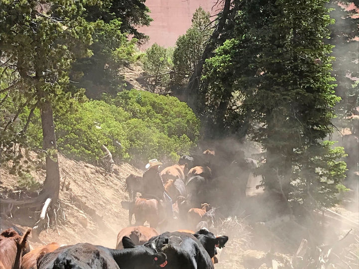 A historic summer cattle drive through the high-mountain meadows of Alton, Utah, preserving the heritage of the American West near Bryce Canyon.